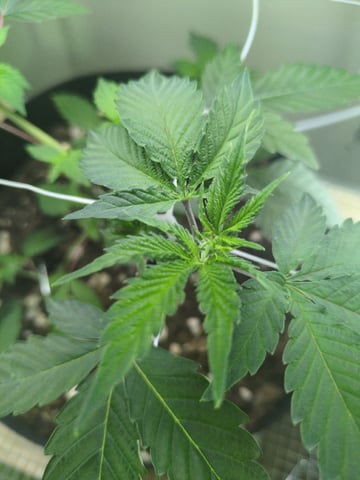 Audrey III — vegetative, day 62