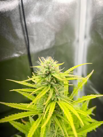 test 1 vanilla gelato — flower, day 42