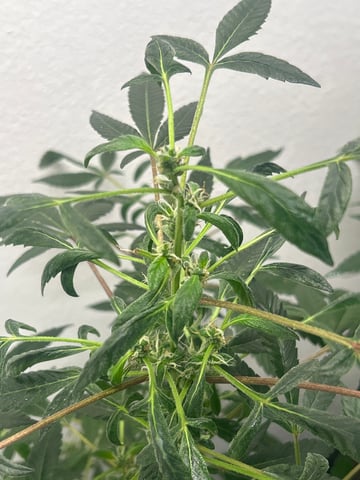 first indoor tent grow — flower, day 61