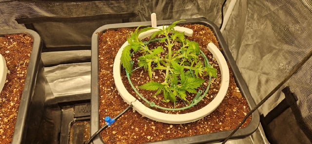 New Strains — vegetative, day 36