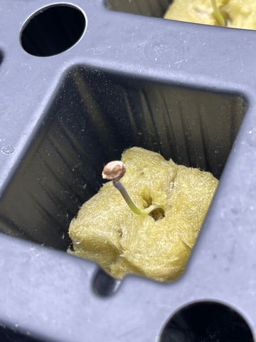 1st Ever Grow (Fat Bastard)(RDWC)  — seedling_rooting, day 5