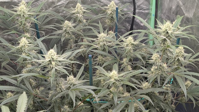 Mixed Grow — flower, day 65