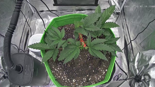 FastBuds Photo-Lemon Mandarin  — vegetative, day 35