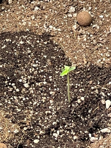 Gorilla Cookies Auto (42 FastBuds) — seedling_rooting, day 10