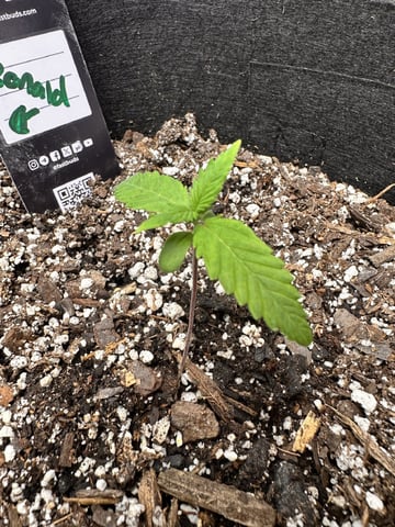 Gorilla Cookies — 1st Grow — vegetative, day 14