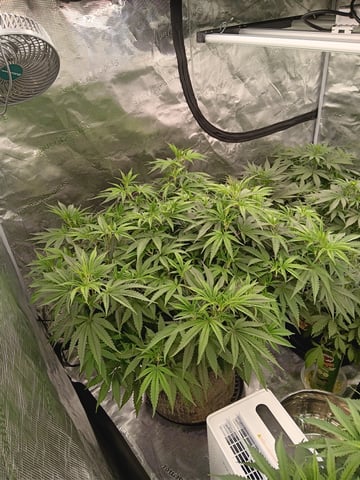 Master Kush — vegetative, day 65