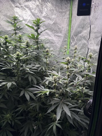 grow tent  — vegetative, day 46
