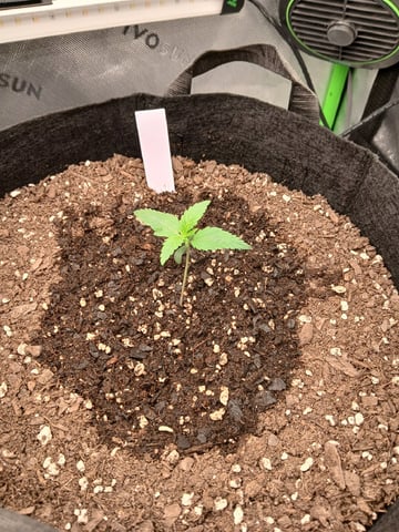 Lsd25, Dosido,GDP All Autos. — grow_setup, day 10