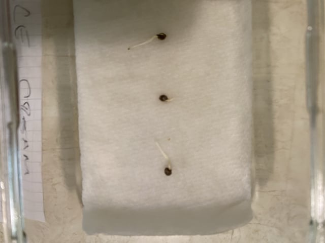 Ice Cream Cake  — germination, day 1