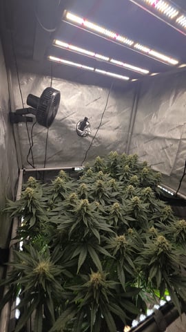 Original 1990 genetics  — flower, day 98