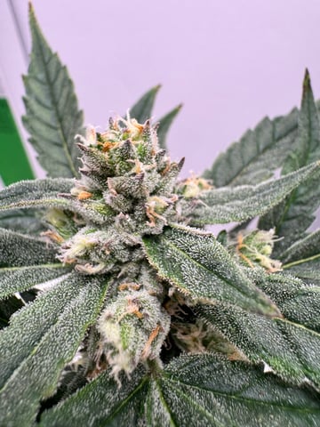 Mindfield - with Girl Scout Cookies (auto) — flower, day 26