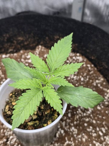 Coco Grow — seedling_rooting, day 17