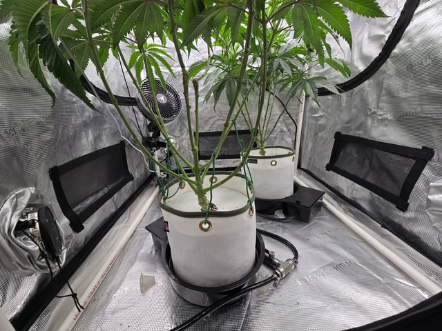 Grow 3 — flower, day 2