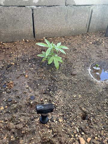 Fast Buds Auto And Special Queen Auto — vegetative, day 28