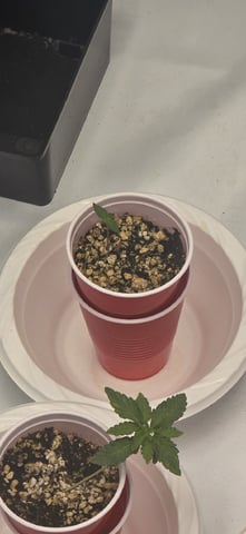 Lime Rian. — seedling_rooting, day 12