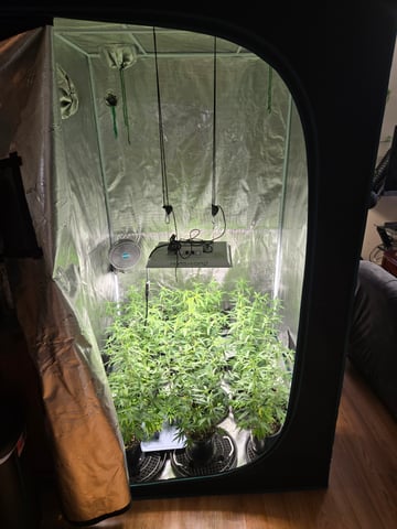 Blue Dream Clones — vegetative, day 32