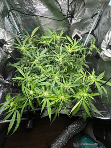 2nd Run — flower, day 102