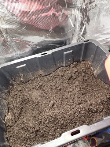 HE1E we GROW  — germination, day 24