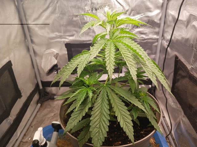 2nd Grow 2026  — vegetative, day 29
