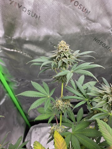 Bruce Banner #4  — flower, day 113