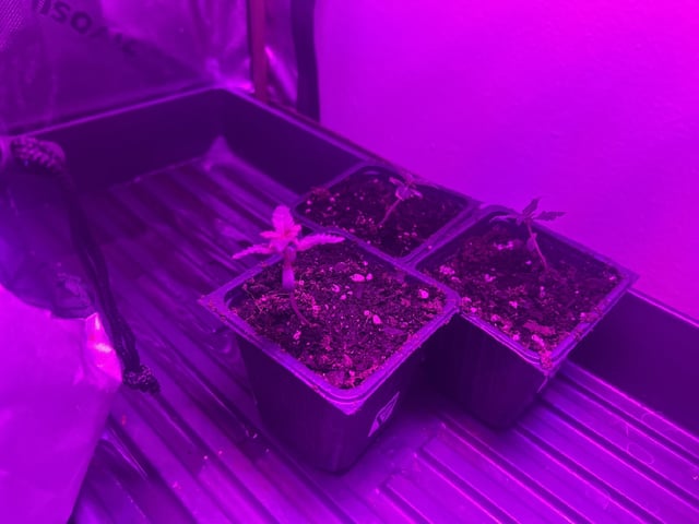 goatlato MT — seedling_rooting, day 1