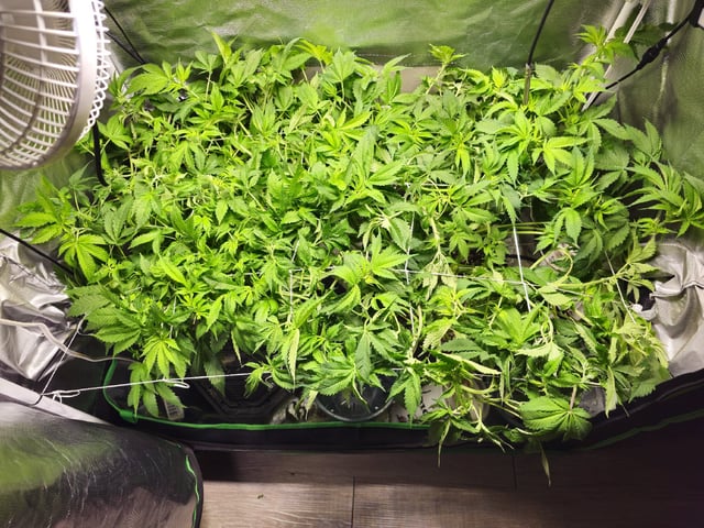 Kushberry Moonrocks — flower, day 47