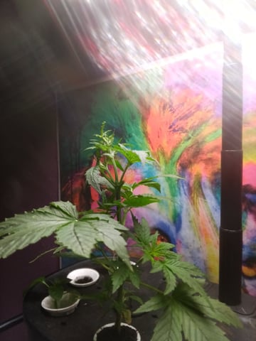 march — vegetative, day 1