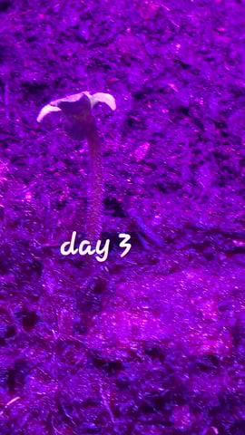 First Grow — grow_setup, day 1