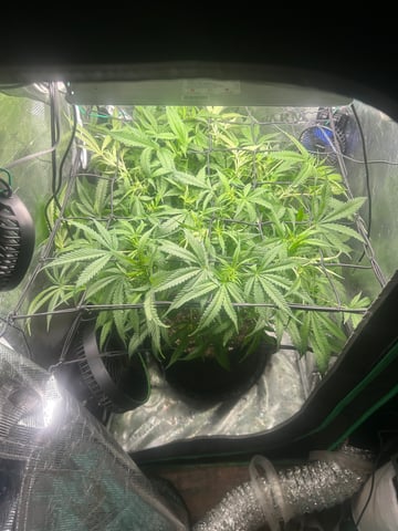 2nd Run — flower, day 91