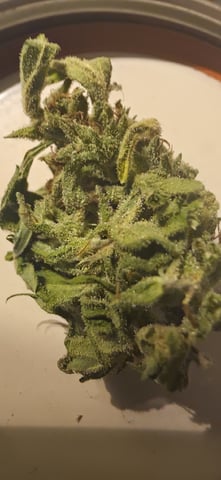 Watermelon Auto — done, day 125