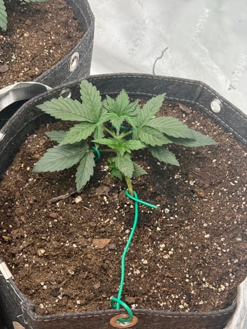 Humboldt  — vegetative, day 25