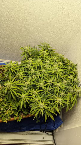 Quick Auto Summer Grow