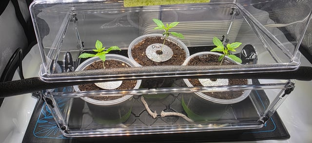 Girl Scout Cookies  — vegetative, day 18