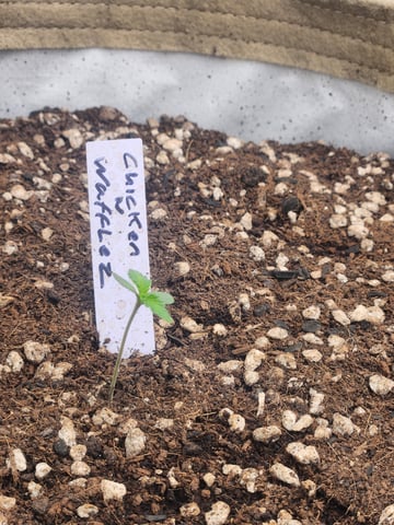 GROW 2. The Humboldt Four — grow_setup, day 2