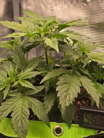 blue dream auto — vegetative, day 27