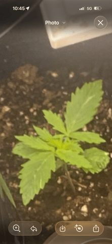 Bruce Banner (Auto) — vegetative, day 7