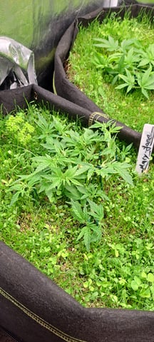 First Grow with the new setup  — vegetative, day 37