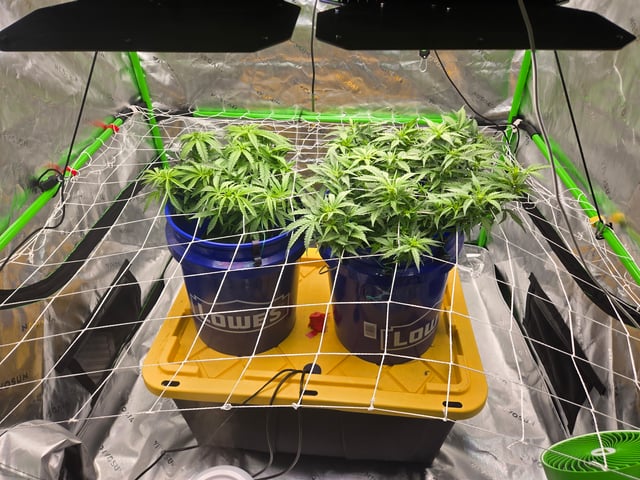 Fastbuds Autoflower Run — flower, day 45