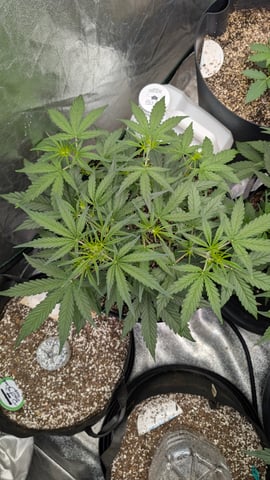 Mixed Grow — grow_setup, day 39