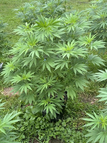 2026 Outdoor — flower, day 83