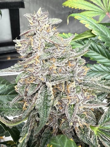 3x3 Grow — none, day 9