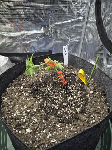 Grow 1 2026 Gelato Rainbow Sherbert  — vegetative, day 16