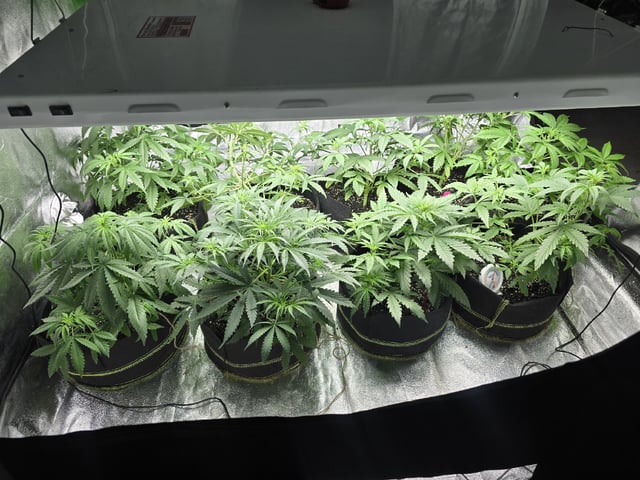 3rd Auto Grow — flower, day 56
