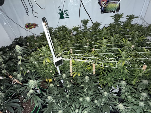 Indoor Grow  — flower, day 175