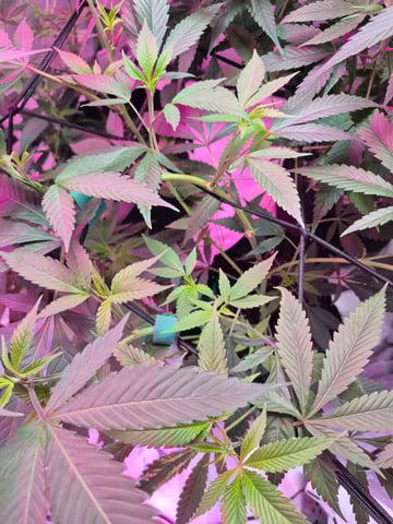 Another Clone  — vegetative, day 28