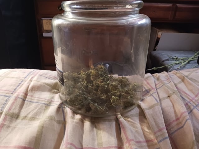 9lbhammer feminized  — harvest, day 73