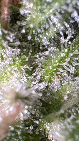 OG Kush — flower, day 151