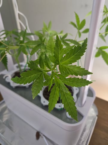 1st Grow — flower, day 29