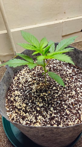 grow 1 — vegetative, day 18