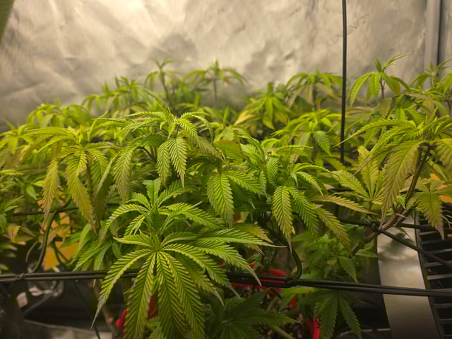 First Grow — vegetative, day 38